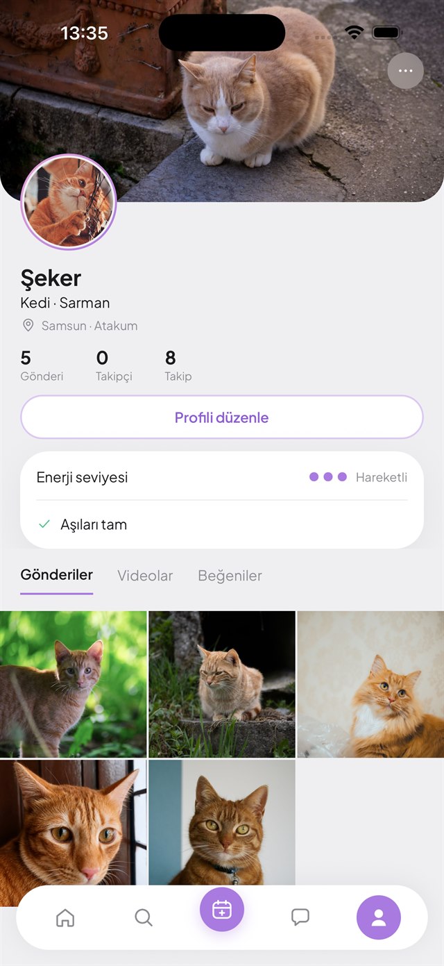 Hayvan profili ekranı: Şeker adlı sarman kedinin profili, enerji seviyesi ve gönderi ızgarası